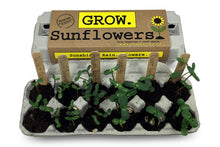 Load image into Gallery viewer, Grow Garden Sunflower