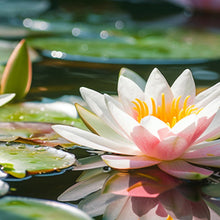 Load image into Gallery viewer, Pura Smart Vial - Kyoto in Bloom
