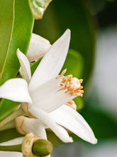 Load image into Gallery viewer, Pura Smart Vial - Orange Blossom Neroli
